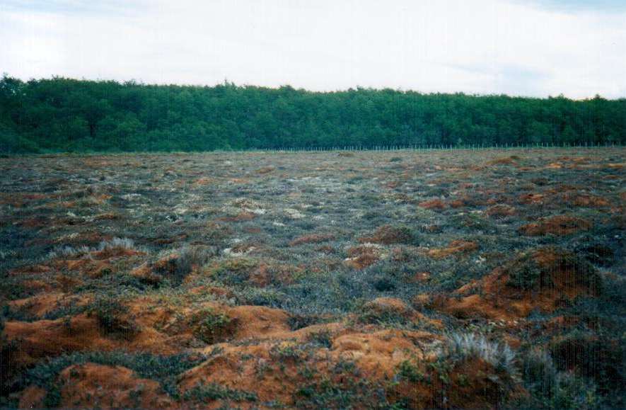 Campo de turba en proceso