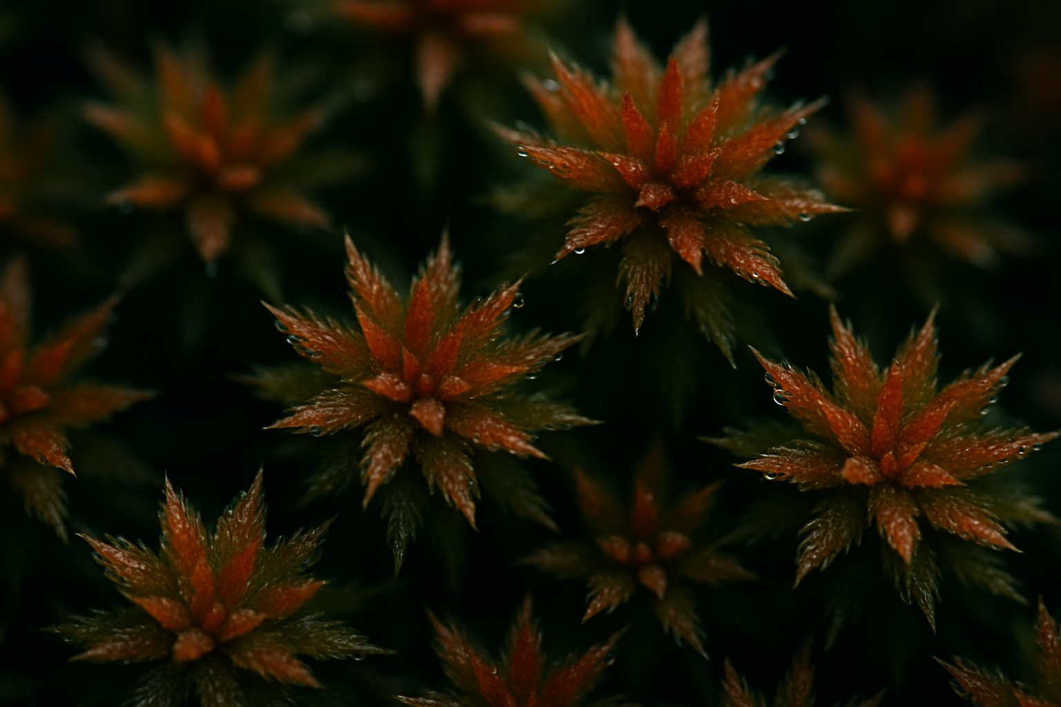 Macro de musgo Sphagnum con gotas de agua